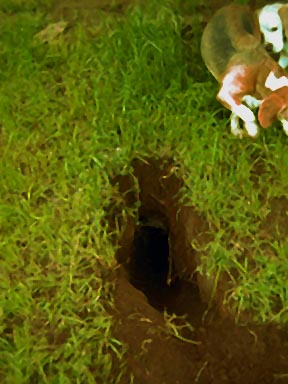 One of Roxie's Major excavations.