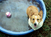 Pippin Cools Off.