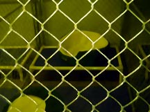 Inside the Kennel