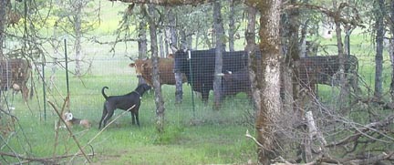 Wow!  Cows!