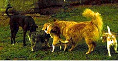 Dog Play