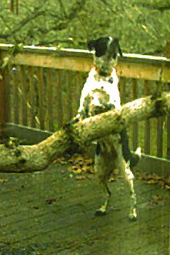 Looking for Birds