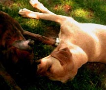 Tired Pups