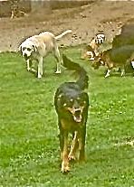 Shiloh & friends