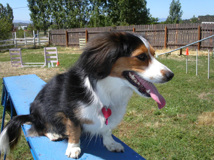 Daisy at Practice