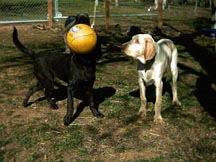 Playing Tetherball