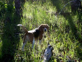 Moxie in the Woods