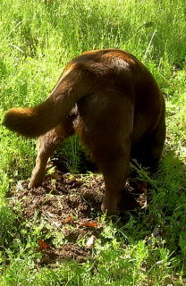 There's A Gopher here somewhere!